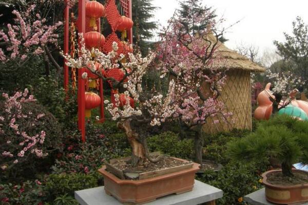 幾月可以修剪梅花,大修需要在每年的春季進行