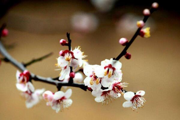 梅花的花期多長(zhǎng)時(shí)間,可以維持一個(gè)月左右