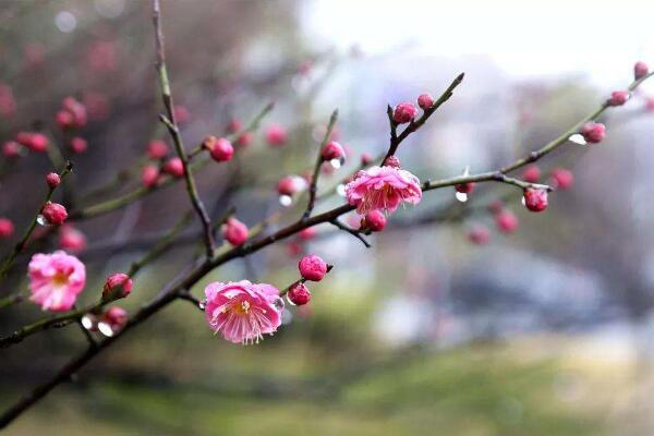梅花的花期多長(zhǎng)時(shí)間,可以維持一個(gè)月左右