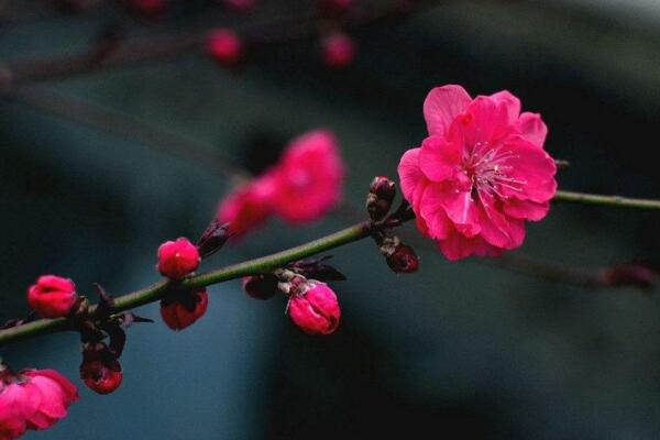 梅花的花期多長(zhǎng)時(shí)間,可以維持一個(gè)月左右