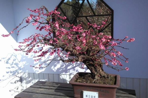 梅花的花期多長(zhǎng)時(shí)間,可以維持一個(gè)月左右