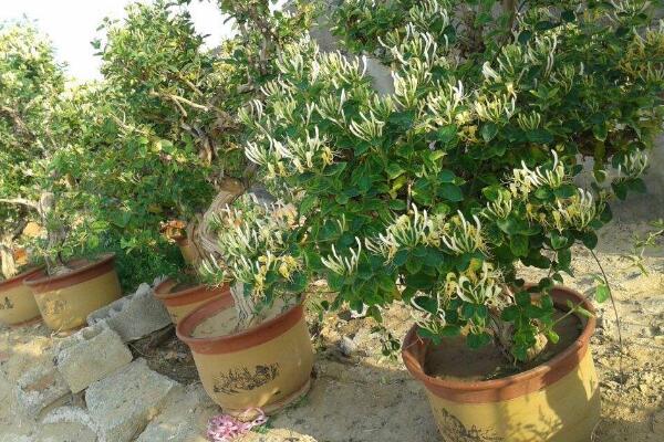 金銀花的種植方法,種子需進行催芽處理