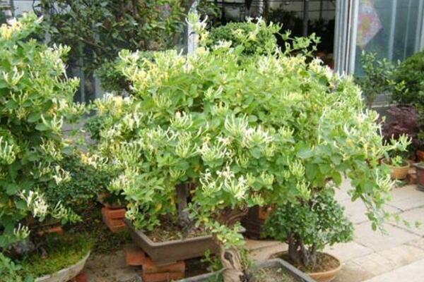 金銀花的種植方法,種子需進行催芽處理