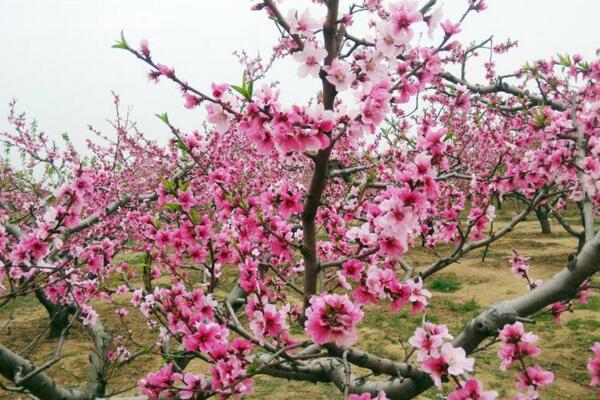 盆栽桃花的養殖方法，保證土壤、環境適宜