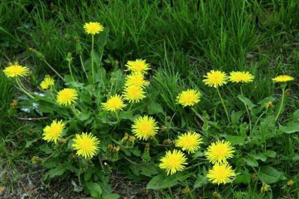 種植蒲公英注意事項(xiàng),種后養(yǎng)護(hù)非常關(guān)鍵
