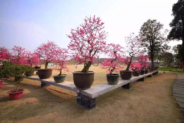 梅花盆景養護要點,牢記以下5點