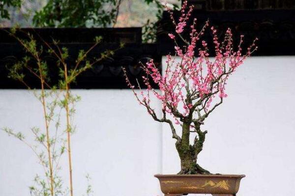 家里養梅花好不好,放在家中要注意光照以及通風