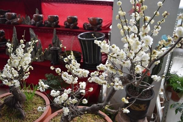 家里養梅花好不好,放在家中要注意光照以及通風