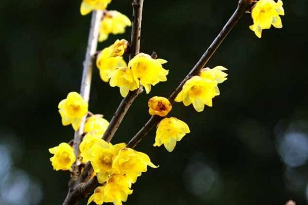 家里養梅花好不好,放在家中要注意光照以及通風