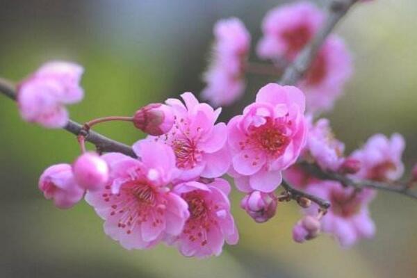 梅花冬天怎么養(yǎng),做好以下5點(diǎn)可保梅花順利越冬