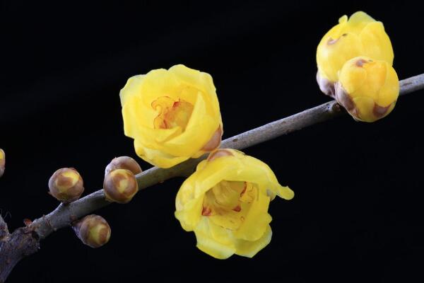 梅花冬天怎么養(yǎng),做好以下5點(diǎn)可保梅花順利越冬