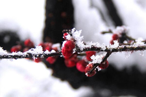 梅花冬天怎么養(yǎng),做好以下5點(diǎn)可保梅花順利越冬