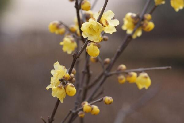 梅花冬天怎么養(yǎng),做好以下5點(diǎn)可保梅花順利越冬