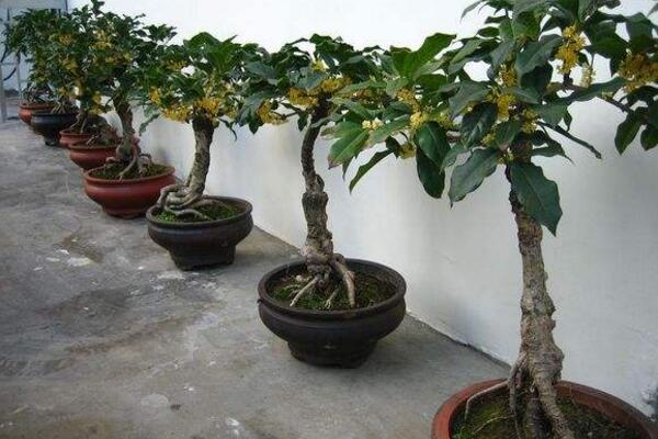 冬季桂花栽培技術,控制溫度是關鍵