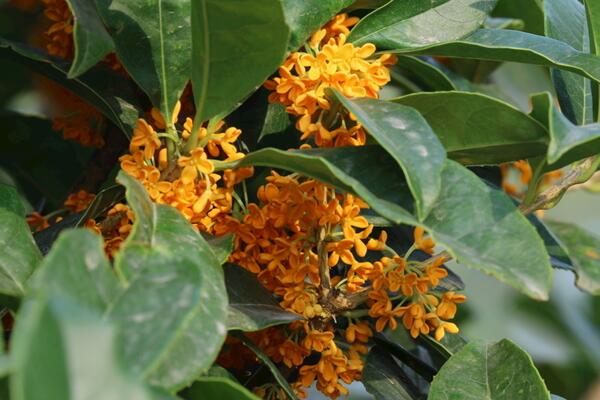 桂花樹幾年開花,養護5年以上才能開花