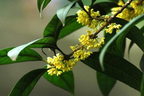桂花樹幾年開花,養護5年以上才能開花