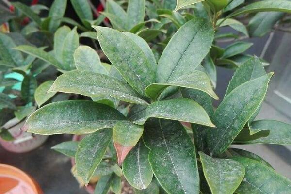 桂花不開花的解決方法,補(bǔ)充養(yǎng)分并增加光照