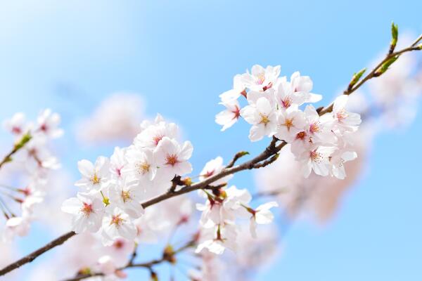 櫻花掉葉子要怎么辦,加強日常養護最為重要