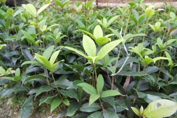 桂花樹葉尖干枯怎么辦,及時修剪并加強養護