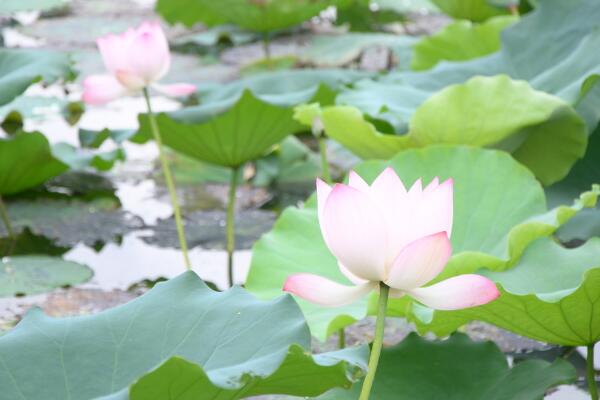 如何養荷花,荷花養殖5大要點