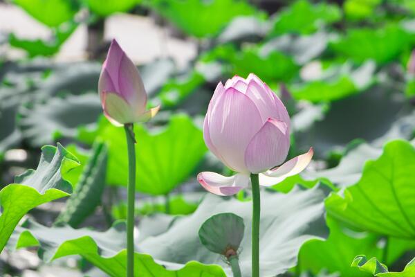 如何養荷花,荷花養殖5大要點