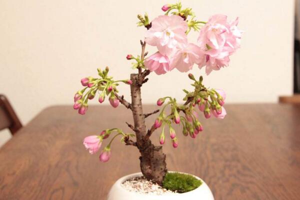 盆栽櫻花的養(yǎng)殖方法,掌握以下要點(diǎn)是關(guān)鍵