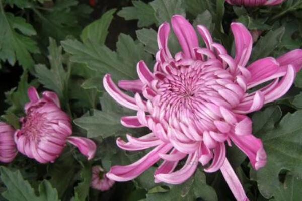 菊花花期需要施肥嗎,適當施撒磷鉀肥