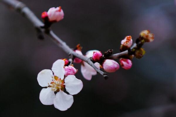 梅花不開花怎么辦,分析原因并及時處理