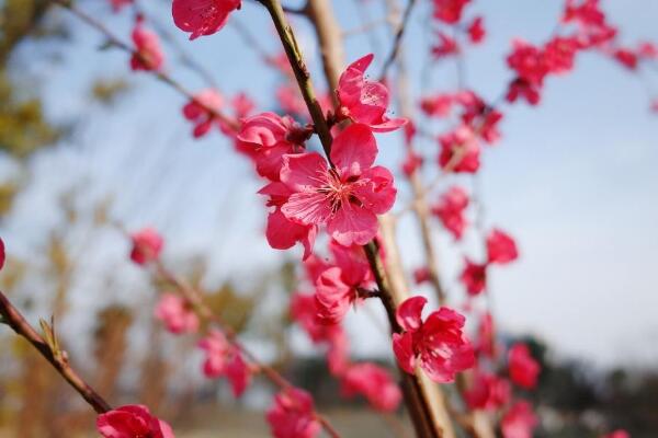 桃花冬天怎么養(yǎng),北方地區(qū)需搬入室內(nèi)養(yǎng)護(hù)