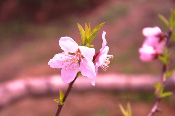 桃花冬天怎么養(yǎng),北方地區(qū)需搬入室內(nèi)養(yǎng)護(hù)