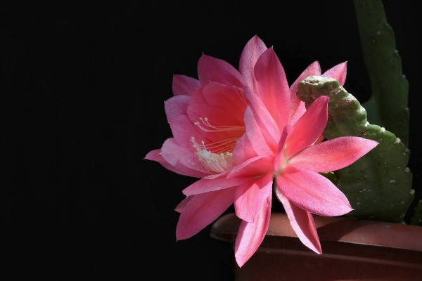 令箭荷花的養(yǎng)殖方法和注意事項,保障優(yōu)良的通風(fēng)性
