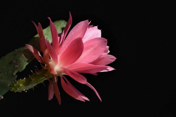 令箭荷花的養(yǎng)殖方法和注意事項,保障優(yōu)良的通風(fēng)性