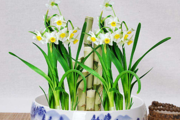 水仙花水培方法圖解,選擇飽滿健康的種球很重要
