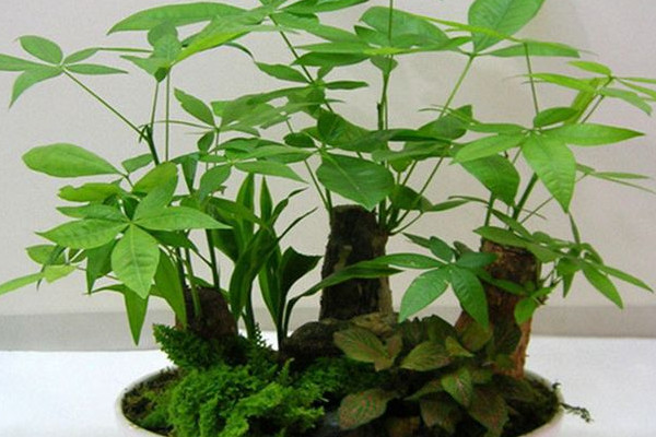 發(fā)財(cái)樹皮腐爛怎么救,停止?jié)菜舻魻€根