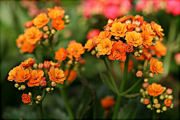 長壽花不開花怎么辦,可補充光照每年打頂兩次