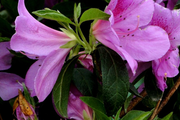 杜鵑花葉子干枯怎么辦,及時補充水分提供光照