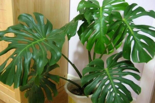 龜背竹怎么養護,龜背竹日常養護5大技巧