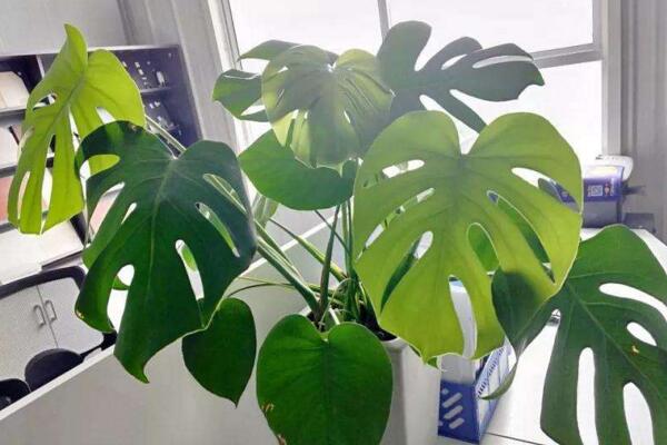 龜背竹怎么養護,龜背竹日常養護5大技巧