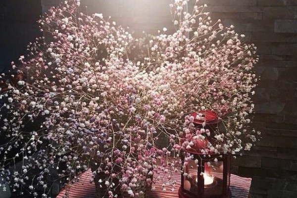 滿天星適合送什么人,愛人/朋友/暗戀對象/長輩