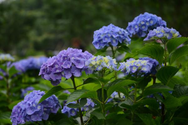 繡球花怎么在花瓶里養(yǎng),確保通風(fēng)性和陽(yáng)光適宜