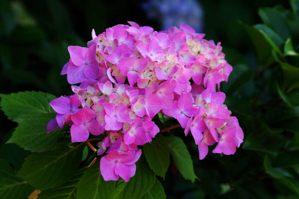 繡球花怎么在花瓶里養(yǎng),確保通風(fēng)性和陽(yáng)光適宜