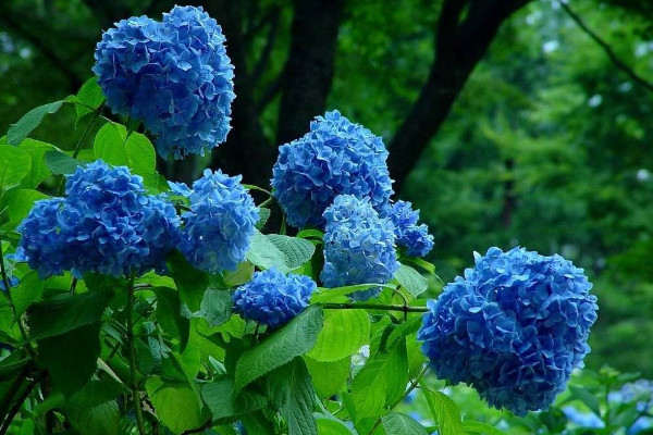 繡球花怎么在花瓶里養(yǎng),確保通風(fēng)性和陽(yáng)光適宜