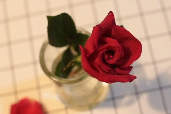 玫瑰花怎么處理不浪費,水培保存或制成干花
