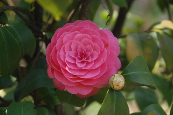 茶花結苞但一直不開花怎么辦,要及時補充光照提高溫度