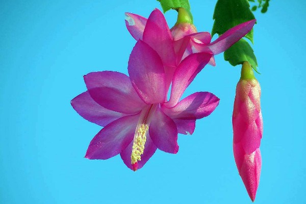 蟹爪蘭怎樣催花,花前控制澆水及時補充養分