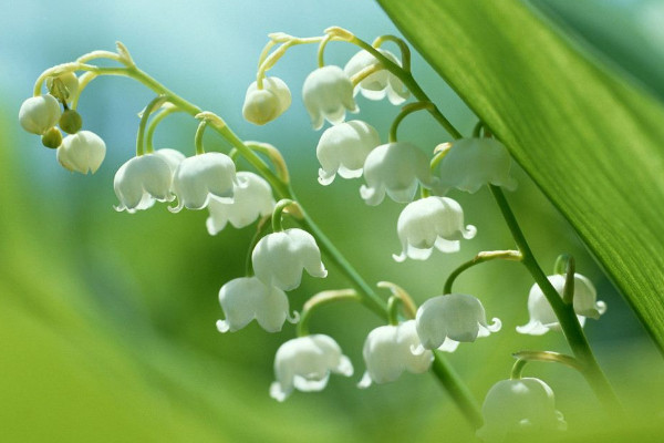 鈴蘭花的花語是什么,人格高尚/幸福歸來