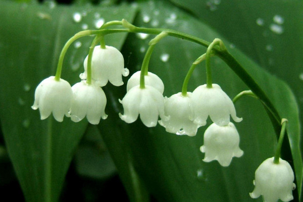 鈴蘭花的花語是什么,人格高尚/幸福歸來