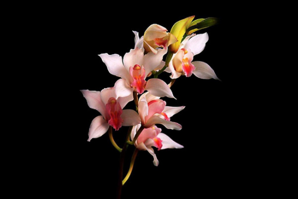 蘭花寓意及花語是什么,高貴典雅/樂觀積極/愛國