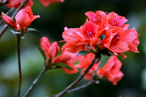 杜鵑花開花后怎么修剪,剪掉殘花和爛枝
