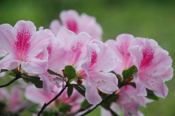 杜鵑花開花后怎么修剪,剪掉殘花和爛枝
